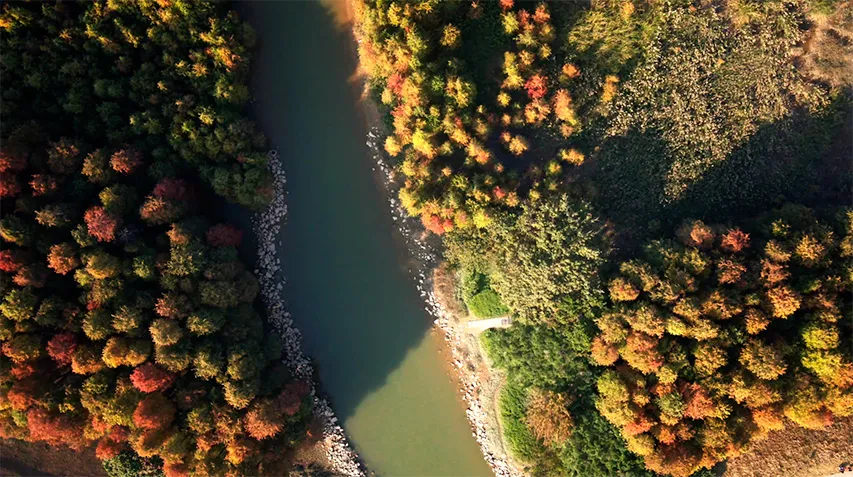   乌洲水闸的落羽杉